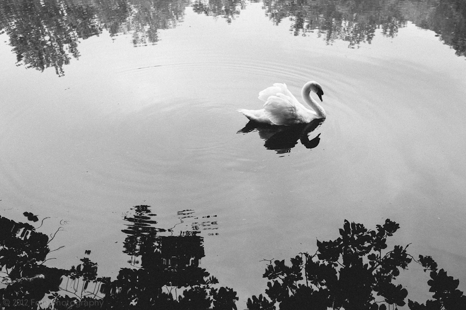 Swan on a lake