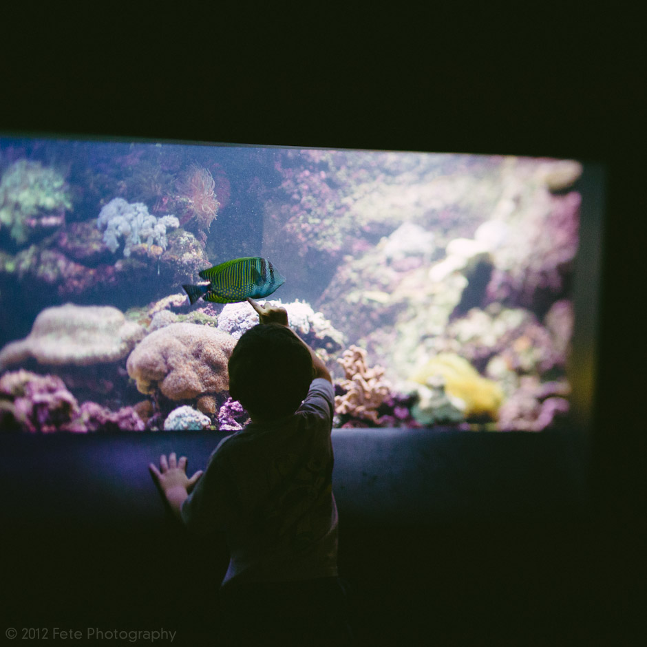Child looking at fish